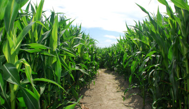 Clouds and Corn Field