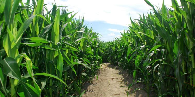 Clouds and Corn Field