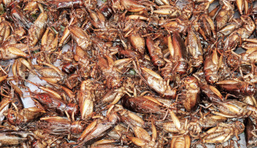 Crickets and Protein