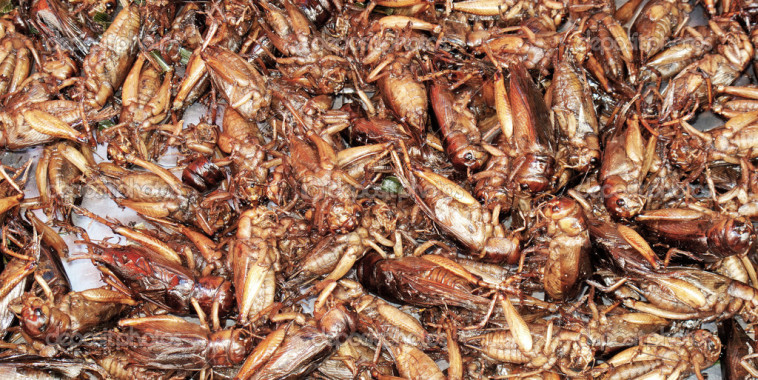 Crickets and Protein