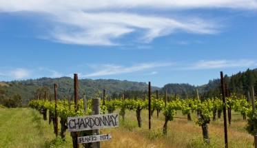 Vineyard Wine Field