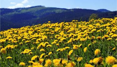 dandelions