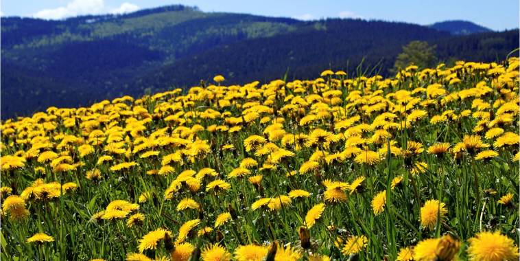 dandelions